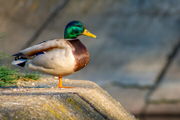 duck on the lake shore in the anthropic environment