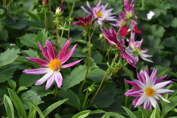 pink and white flowers