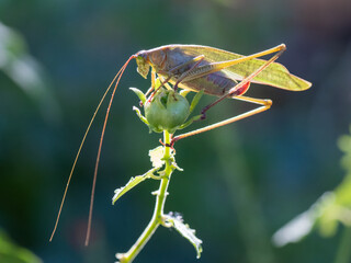 A Bush katydid eating the flower bud of a Turk's cap plant in a summer garden.