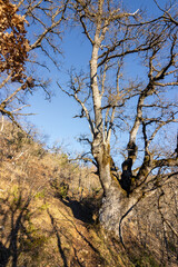 Fototapeta premium View of Peñalascinco mountain and surrounding area in the Basque Country (Spain)