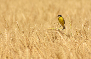 Motacilla flava singing in the natural environment