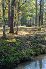The moss-covered bank of a creek in the forest.