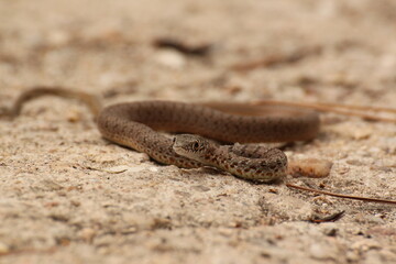 Snake