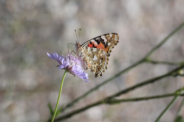 butterfly on flower