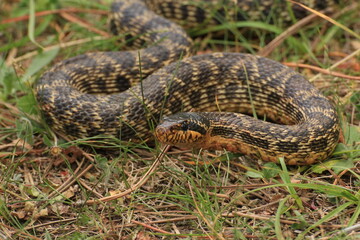 snake in the grass
