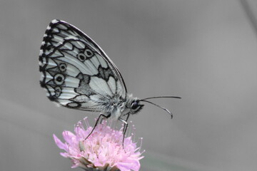 butterfly on a flower