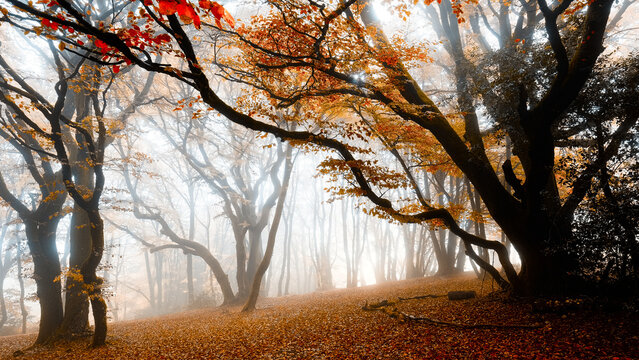 For&ecirc;t fr Bibracte (Morvan)