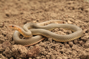 Snake