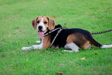 Purebred beagle puppy lying on the grass in the outdoor garden. dog beagle on the walk in the park outdoor.