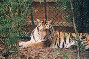 Bengal tiger at the zoo staring intently