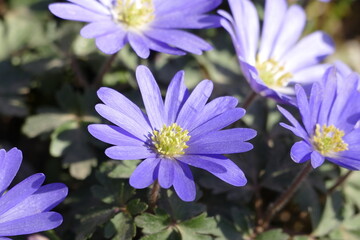 Fototapeta premium Schöne blaue Blüten des Balkan-Windröschens (Anemone blanda)
