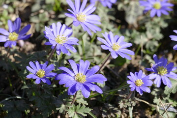Fototapeta premium Zarte Balkan-Windröschen (Anemone blanda) strecken ihre Blütenköpfe der Frühlingssonne entgegen.