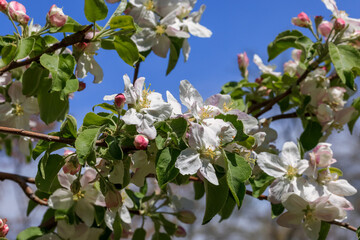 apple tree flowers