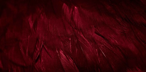 red hawk feathers with visible detail. background or texture