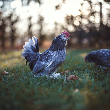 The bantam hen on the green lawn. Bantam chicken is a very little and colourful kind of chicken.	