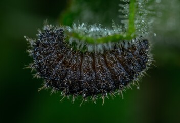 close up of caterpillar on a leaf