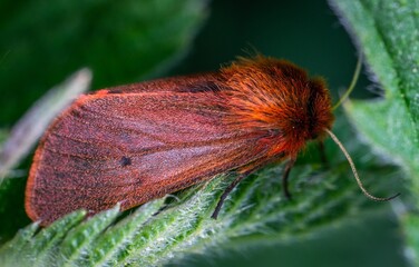 Obraz premium moth on leaf
