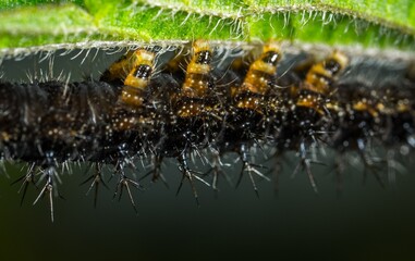 close up of a caterpillar