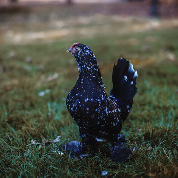 The bantam hen on the green lawn. Bantam chicken is a very little and colourful kind of chicken.	