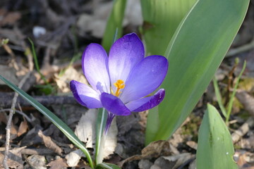 Blick in eine Krokusblüte mit zartem Farbverlauf zu den Rändern hin von weiß zu lila.