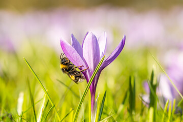 Fototapeta premium Hummel sitzt in einer Krokus-Blüte