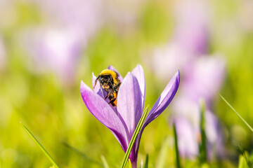 Hummel sitzt in einer Krokus-Blüte