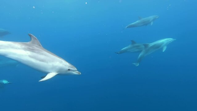School of dolphins playing in blue water of Atlantic Ocean Azores islands. Close-up underwater shot of wild dolphin taking breath. Aquatic marine animals in their natural habitat. Wildlife nature.