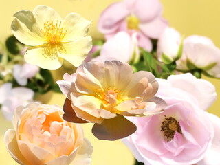 yellow pink pastel  roses  green leaves on yellow background 