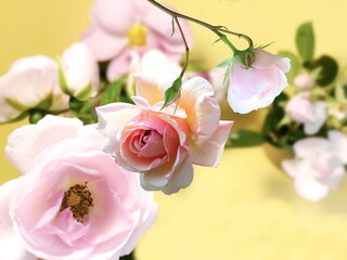 pink  white yellow roses  green leaves on yellow background 