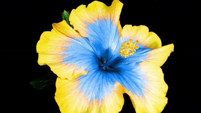 Yellow Blue Hibiscus Open Its Flower in Time Lapse. Blooming Two Colored Plant Blossoms on a Black Background. Flower of the Color of the Ukrainian Flag as a Symbol of Confrontation and Struggle