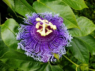 passion flowers