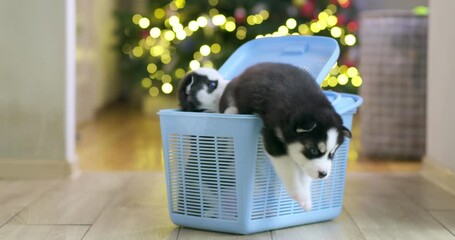 Siberian Husky puppies climb out of a pet carrier. The decision to have pet puppies