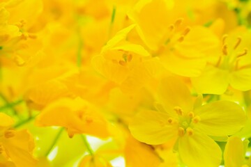 たくさん集まった菜の花の接写
