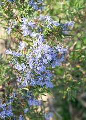 Obraz premium Blossom of Rosemary, Rosmarinus officinalis, ornamental and medicinal plant