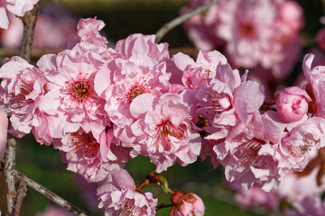 Japanische Zierpflaume