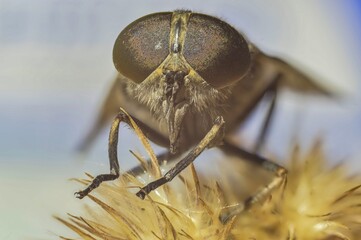 a fly on the ground