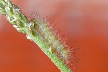 close up of caterpillar on a leaf