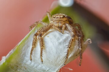 macro of a spider