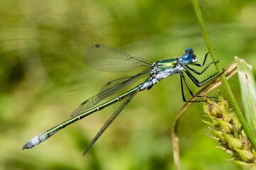 blue dragonfly on a green leaf