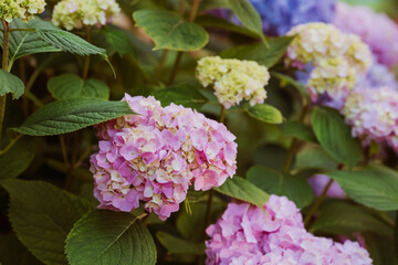 Summer photo or background with multicolored flowers. Beautiful nature scene with a flowering tree. Beautiful healthy hydrangeas, blooming in blue, pink and purple shades.