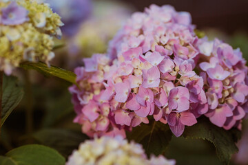 Summer photo or background with multicolored flowers. Beautiful nature scene with a flowering tree. Beautiful healthy hydrangeas, blooming in blue, pink and purple shades.