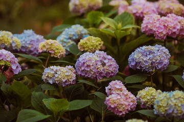 Summer photo or background with multicolored flowers. Beautiful nature scene with a flowering tree. Beautiful healthy hydrangeas, blooming in blue, pink and purple shades.