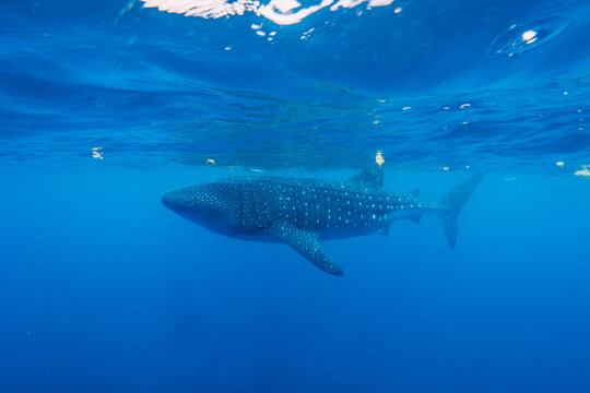 snorkeling with whale shark in summer seasson in isla mujeres, mexico