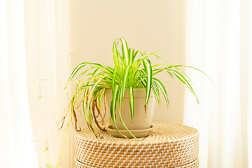 Spider plant in pot on basket