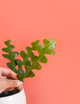 Hand Holding Stem Of Fishbone Cactus Houseplant Known As  Zig Zag Plant And Epiphyllum Anguliger, In A White Pot Isolated On An Orange Background, Copyspace. Closeup On Long, Green, Flat, Wavy Stems.