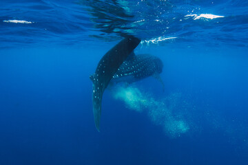 Naklejka premium whale shark poop in isla mujeres