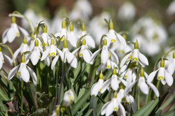 snowdrops in spring