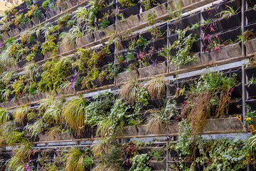 view of a wall of vegetation © ALF photo