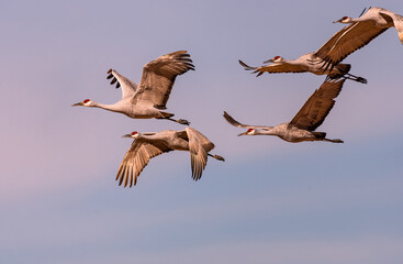Fototapeta na wymiar Sandhill cranes flying