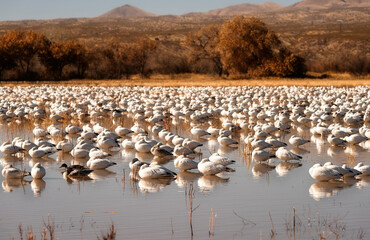 Snow Geese Migration